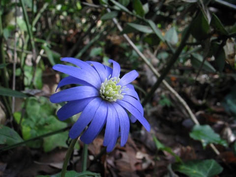 Anemone apennina
